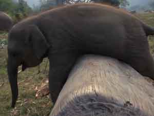 ¡Ver a Este Elefante Bebé Jugando Le Hará su Día!