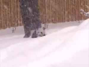 Súper Gracioso Panda Gigante Ve la Nieve por Primera Vez ¡Y le Encanta!