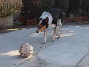 ¡Este Perro Sigue las Instrucciones al Pie de la Letra! Usted se Sorprenderá.