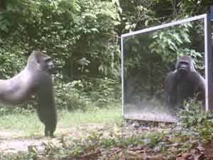 Vea Cómo Reaccionaron Estos Animales de la Selva Cuando se Vieron en un Espejo por Primera Vez