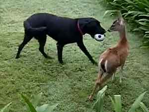 Vea el Más Lindo Juego de Pelota entre Perro y Ciervo Bebé – ¡Esto es Precioso!