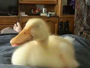 Es Sólo un Video de un Patito Roncando, Pero Alegrará su Día