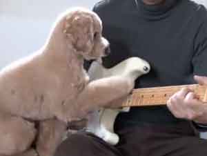 A Este Precioso Perro le Encanta Tocar la Guitarra con su Humano – ¡Demasiado Lindo!
