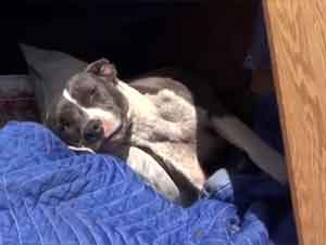 ¡Un Enfermo y Herido Perro Pitt Bull Obtiene un Asombroso Rescate!