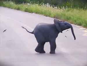 Ver a Este Bebé Elefante Persiguiendo a ESTO Definitivamente Le Hará Sonreír