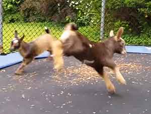 Cabras bebes saltando en un trampolín.