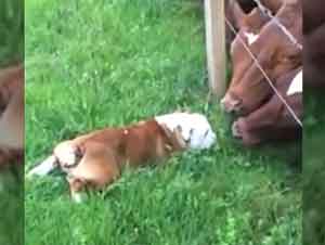Un pequeño bulldog se hace amigo de un grupo de vacas.