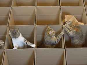 Pequeños gatitos juegan a esconderse entre cajas vacías.