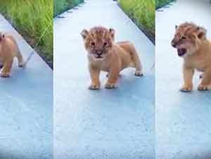 El pequeño rugir de este león es adorable, que diga, totalmente aterrador… LOL!