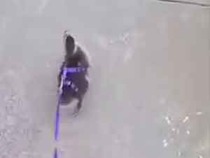 Un hombre saca a pasear a su pato mascota.