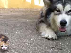 Un perro gigante y un gato diminuto se conocen por primera vez!