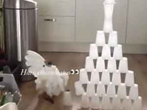 Cacatúa destruye una torre de vasos plásticos