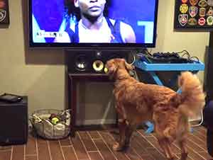 Perro se emociona al ver jugar tenis en la televisión