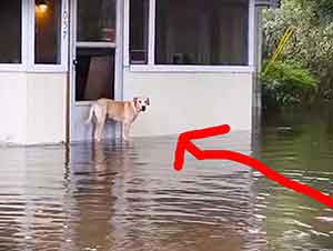 Perro es rescatado de las inundaciones fuera de una casa.