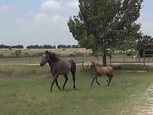 Mama caballo enseña a saltar a su potrillo