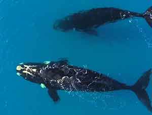 Dos ballenas nadan junto a un hombre que remaba en una tabla de surf.