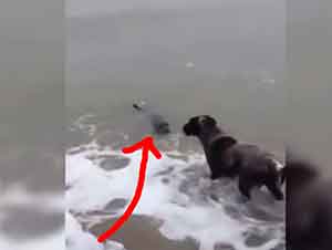 Foca traviesa y perro curioso juegan en la playa