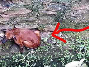 Perro callejero se cae a un pozo de agua