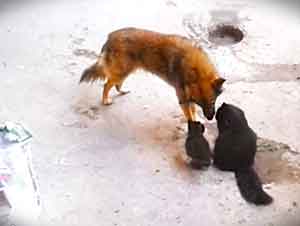 Una gatita lleva a sus crías a visitar a su viejo amigo.