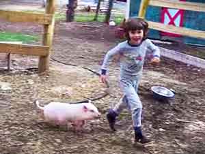 Tiempo de recreo con un pequeño puerquito.