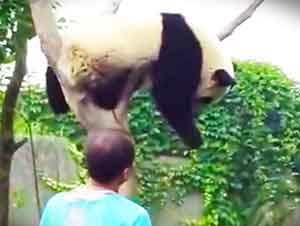 Un Pandita Quiere Un Abrazo Para Bajarse Del Árbol