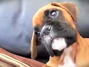 Cachorro Boxer no sabe cómo contestarle a mamá por el celular!