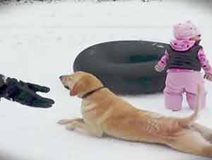 Perro se arrastra por la nieve en frente de la camara