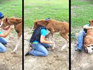 Un caballito muy amigable.