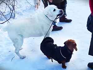 Perro Viejo Saca A Pasear A Su Amigo en La Nieve