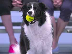 Perro Recogen Las Pelotas En Partido De Tenis