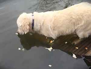 Perro Se Pone A Pescar En Un Lago