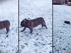 Bulldog Francés Juega a Deslizarse En La Nieve