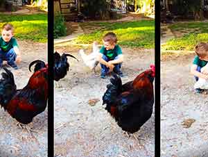 Gallina Se Confundiό Al Ver A Niño Con Corte De Pelo