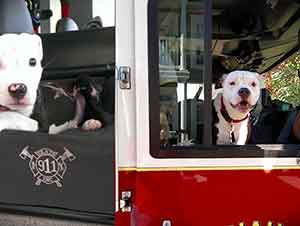 Cachorro Se Convierte En Perro Mascota De Una Unidad De Bomberos