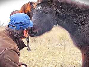 Caballo Encadenado Agradece Al Hombre Que Lo Rescato