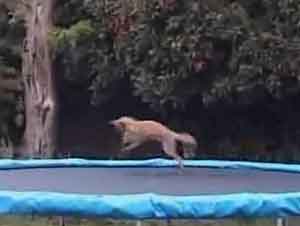 Un Zorro Salvaje Es Filmado Saltando Y Jugando En Un Trampolín