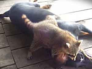 Pelea Amigable Entre Un Mapache Y Un Perro Termina En Un Adorable Abrazo Entre Amigos… Muy Lindo!!!!