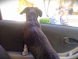 Perrito Se Emociona En Sobremanera Al Ver A Su Dueña Llegar Del Trabajo