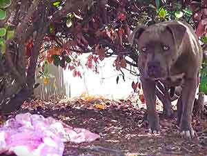 Cuando Encontraron A Esta Perrita PitBull Estaba Hambrienta Y Desamparada Por Lo Que Le Brindaron Ayuda Mira Lo Que Sucedió