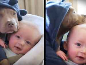 Cachorrito Y Bebé Juntos En Su Carreola