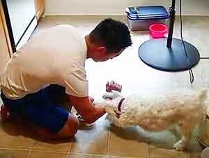 Cachorro Da Gracias Antes De Comer Su Cena