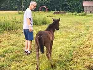 Caballo Bebé Quiere Que Lo Acaricien