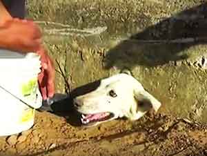 Rescatando A Una Perrita Atorada En Un Muro