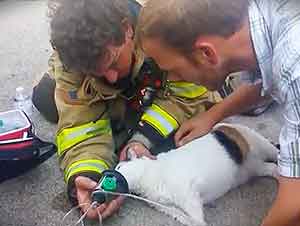 Bomberos Rescatan A La MAscota De La Familia Durante Incendio