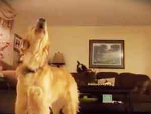 Mascota Golden Retriver Canta Opera En La Casa