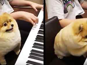 Perrita Sabe Bien Como Tocar El Piano