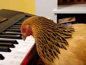 Gallina Toca La Canción De "America the Beautiful" En El Piano