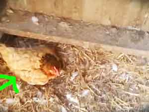 Granjero Encuentra A Su Gallina EMpollando Algo Muy Diferente En Su Granero