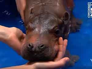 Bebé Hipopotamo Nada Por Primera Vez