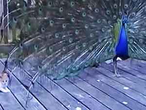 Gatito jueaga con las plumas de un pavoreal